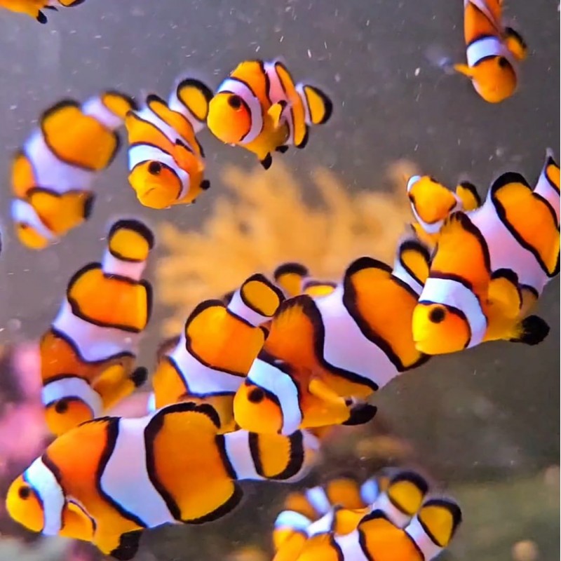 Błazenek - Amphiprion ocellaris(Para)