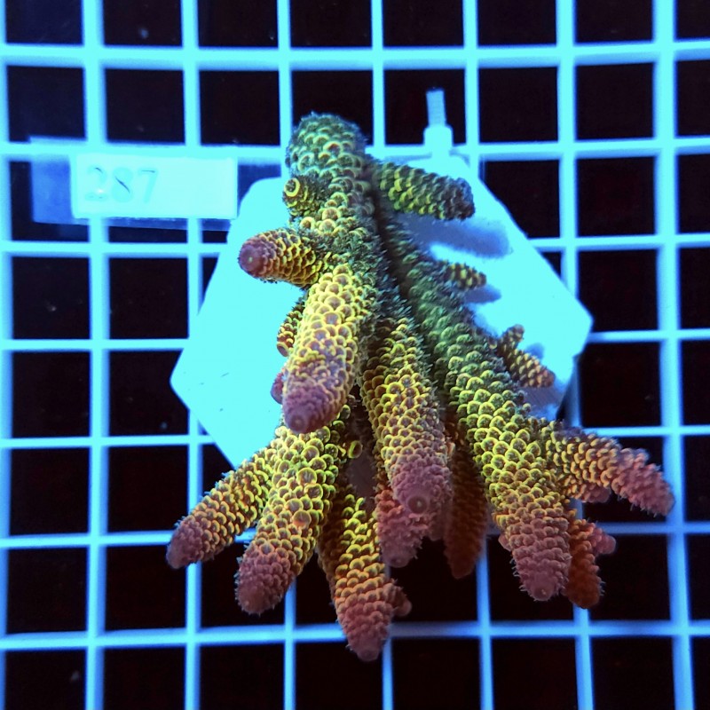 287  Acropora spathulata australis