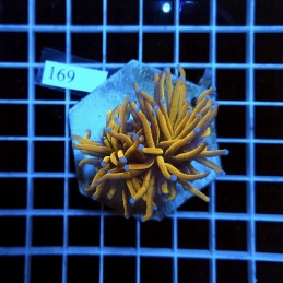 169 Euphyllia Gabrescens 24K