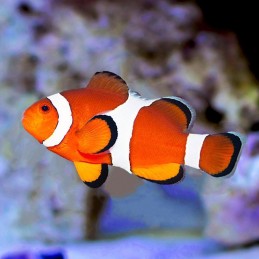 Amphiprion ocellaris...