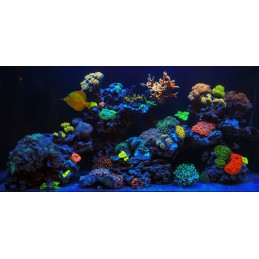 14 Dni Testów - Usługa Wypożyczenia Reef Flare Pro BLUE L Black 195 W