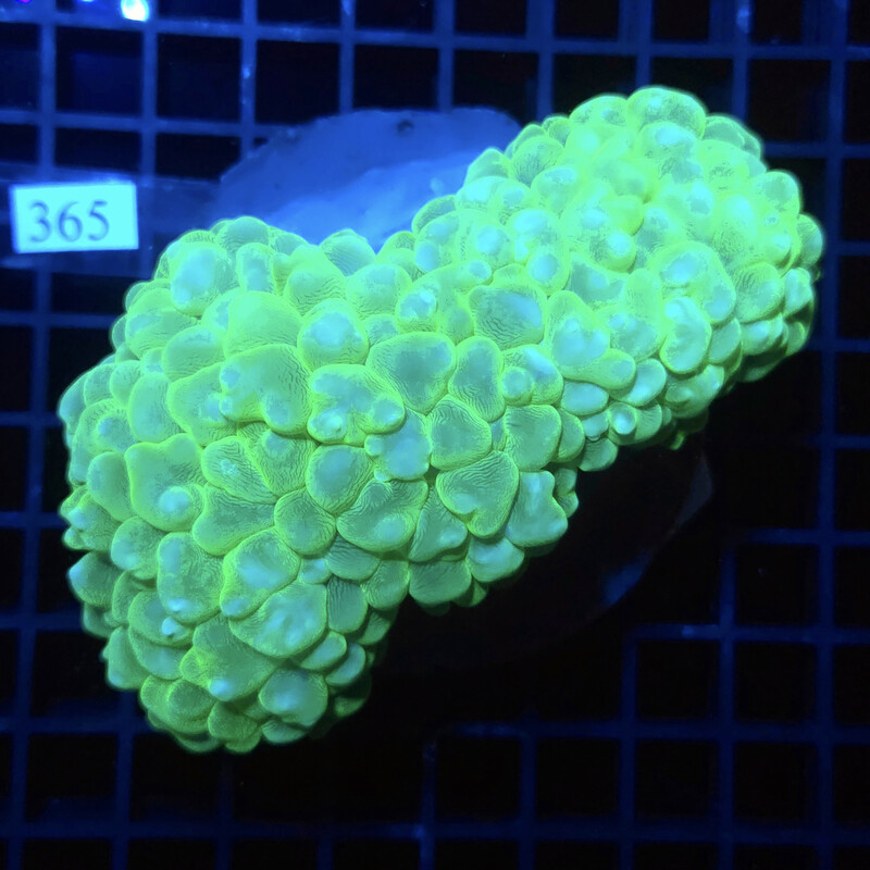 365 Plerogyra Sinuosa Green Bubble Coral