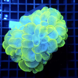 438 Plerogyra Sinuosa Yellow Bubble Coral