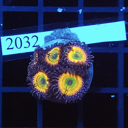 2032 Zoanthus Sunny D