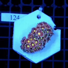 124 Goniopora Short Polyp frag