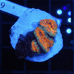 2549 Acanthastrea ultra red