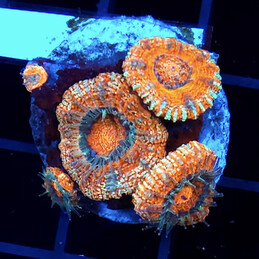 2550 Acanthastrea ultra red