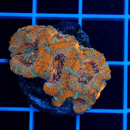 2431 Acanthastrea Ultra red