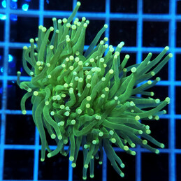 3823 Euphyllia Toxic Green...