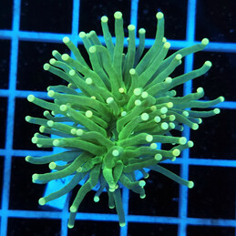 2895 Euphyllia Toxic Green...