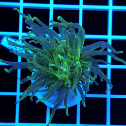 4027 Eyphyllia Toxic Green...