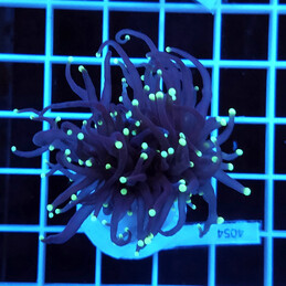 4054 Euphyllia Black Torch 2 h