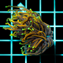 4160 Euphyllia Hellfire