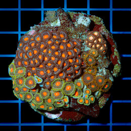 5178 CC Zoanthus Mix rock...