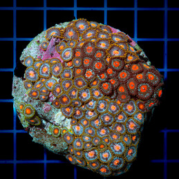 5140 CC Zoanthus Mix rock...