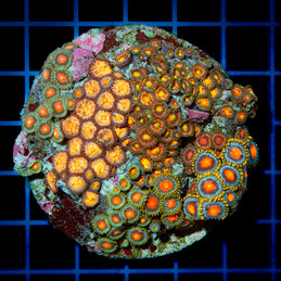 5061 CC Zoanthus Mix rock...