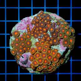 5023 CC Zoanthus Mix rock...