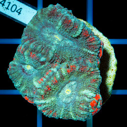 4104 CC Acanthastrea...