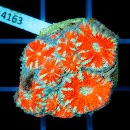 4163 CC Acanthastrea...