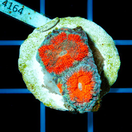 4164 CC Acanthastrea...