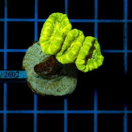 2602 Caulastrea fluo