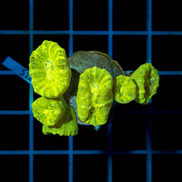 5124 Caulastrea Fluo