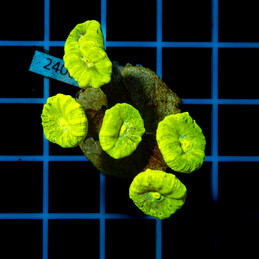 2406 Caulastrea Fluo