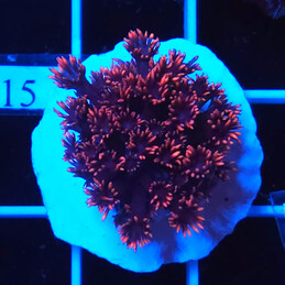 2215 Goniopora frag