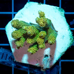 1160 Acropora sp.