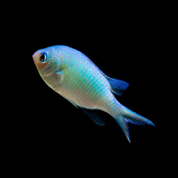 Chromis viridis