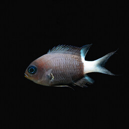 Chromis margartifer