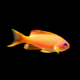 copy of Amphiprion perideraion