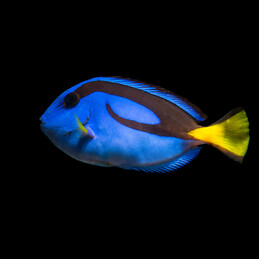 copy of Amphiprion perideraion