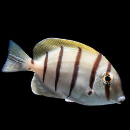 Acanthurus triostegus