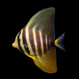 Zebrasoma veliferum