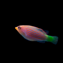 copy of Amphiprion perideraion