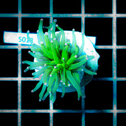 5013 Euphyllia Toxic Green