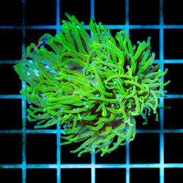 5032 Euphyllia Toxic Green 2h