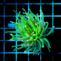 5052 Euphyllia Toxi Green