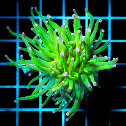 5184 Euphyllia Toxic Green