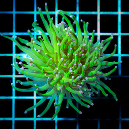 4049 Euphyllia Toxic Green