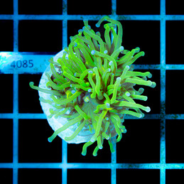 4085 Euphyllia Toxi Green