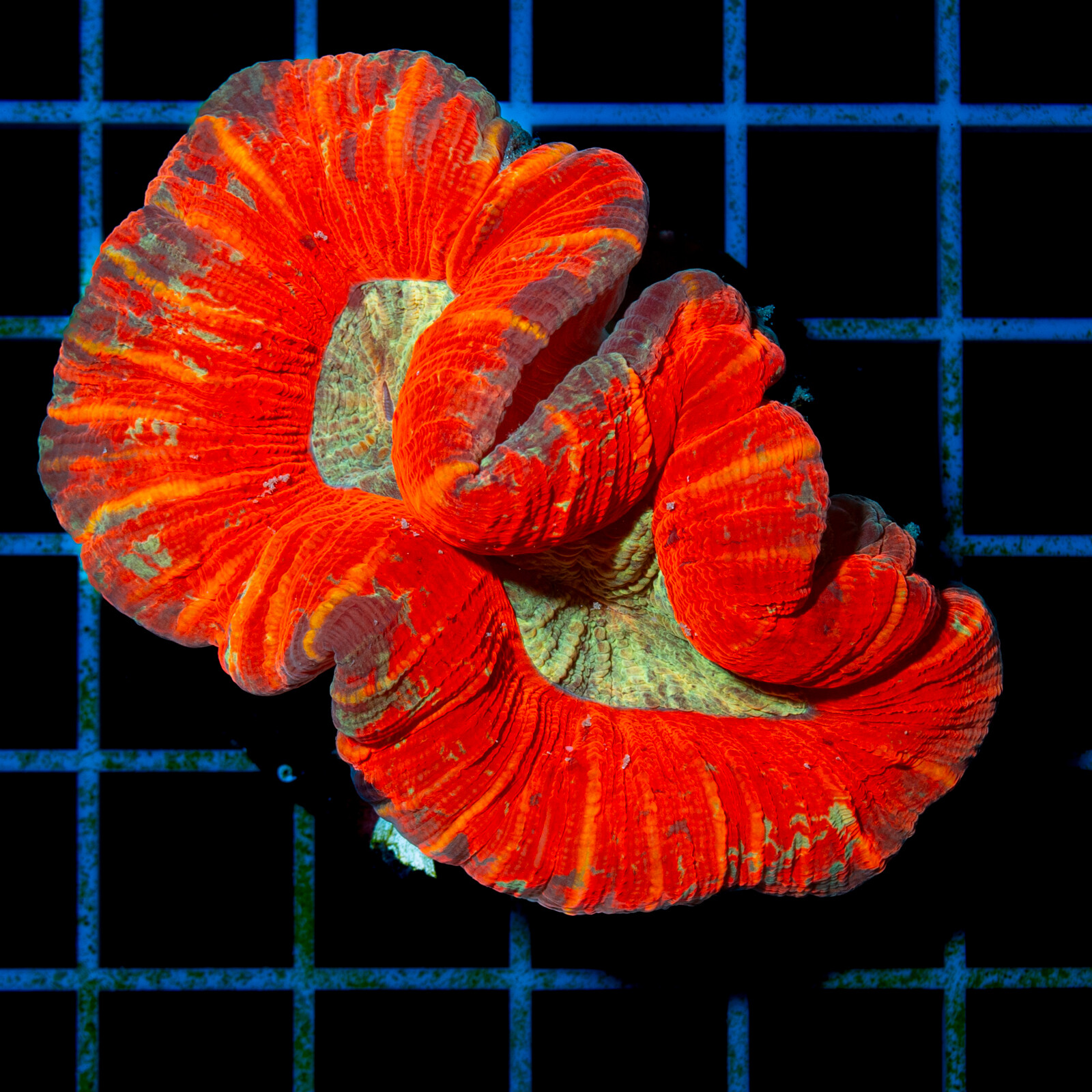 492 Trachyphyllia Geoffroyi