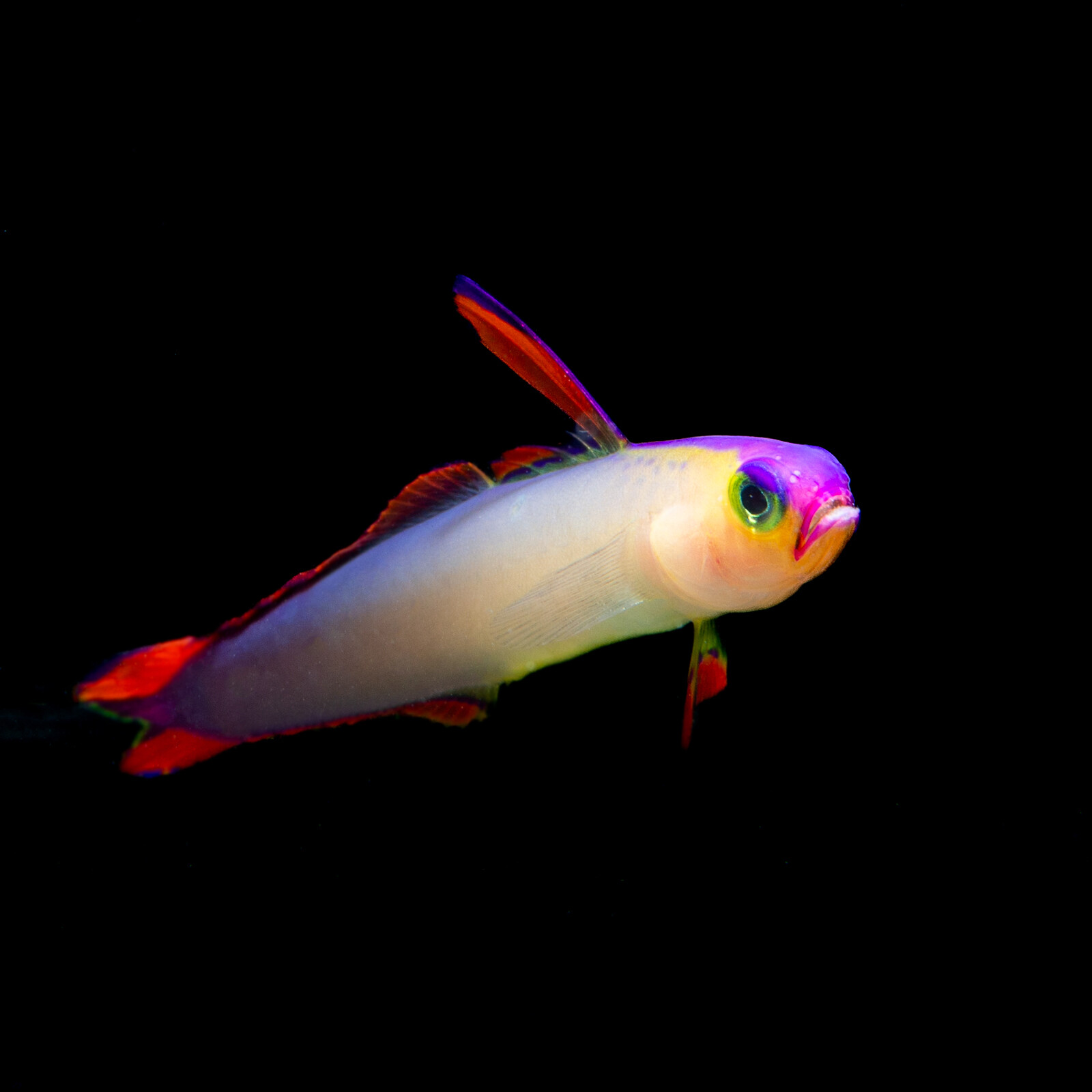 copy of Amphiprion perideraion