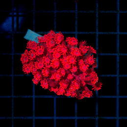 4817 Goniopora frag