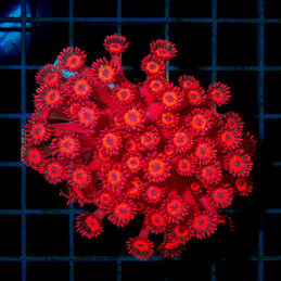 4884 Goniopora frag