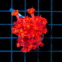 5187 Goniopora frag