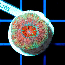 5108 Acanthastrea Ultra Pink