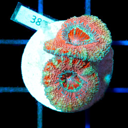 3879 Acanthastrea Ultra Pink