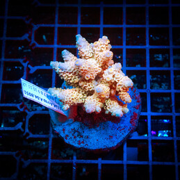 2 Acropora